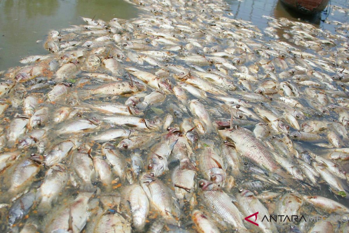 Banyaknya ikan mati di Sungai Kaloran diduga ini penyebabnya