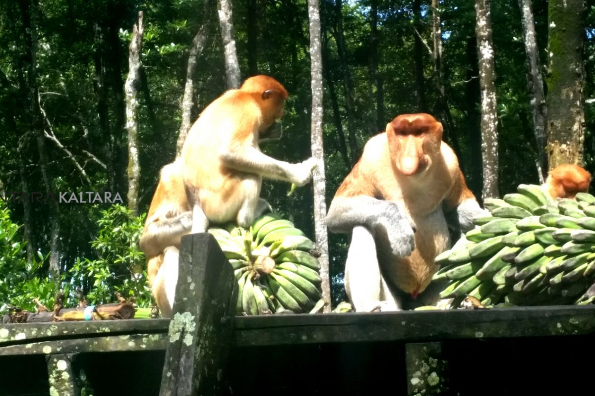 Menengok Kerajaan Bakantan Kaltara