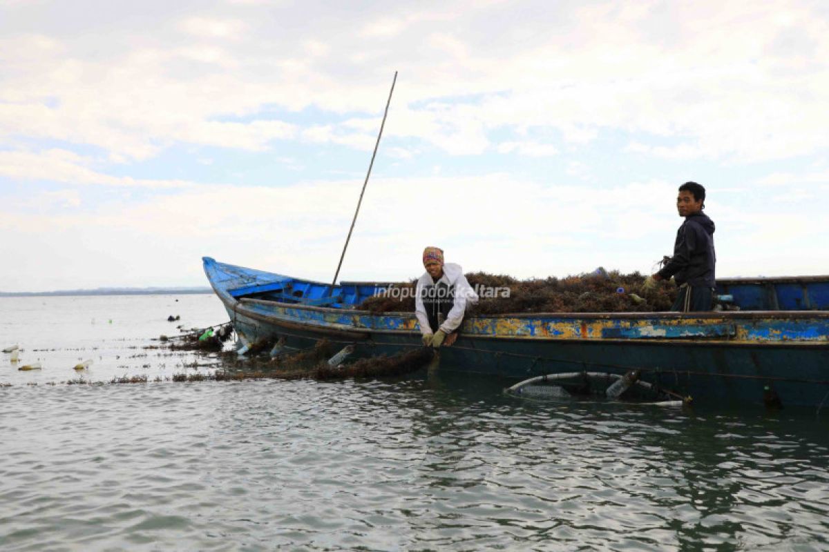 Pembudidaya Rumput Laut Banyak Melanggar, DKP Gencar Sosialisasi