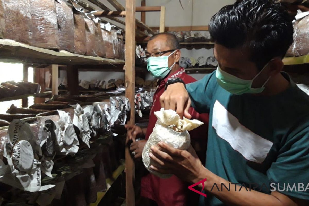 Jepang budidaya tiram di Banda Aceh