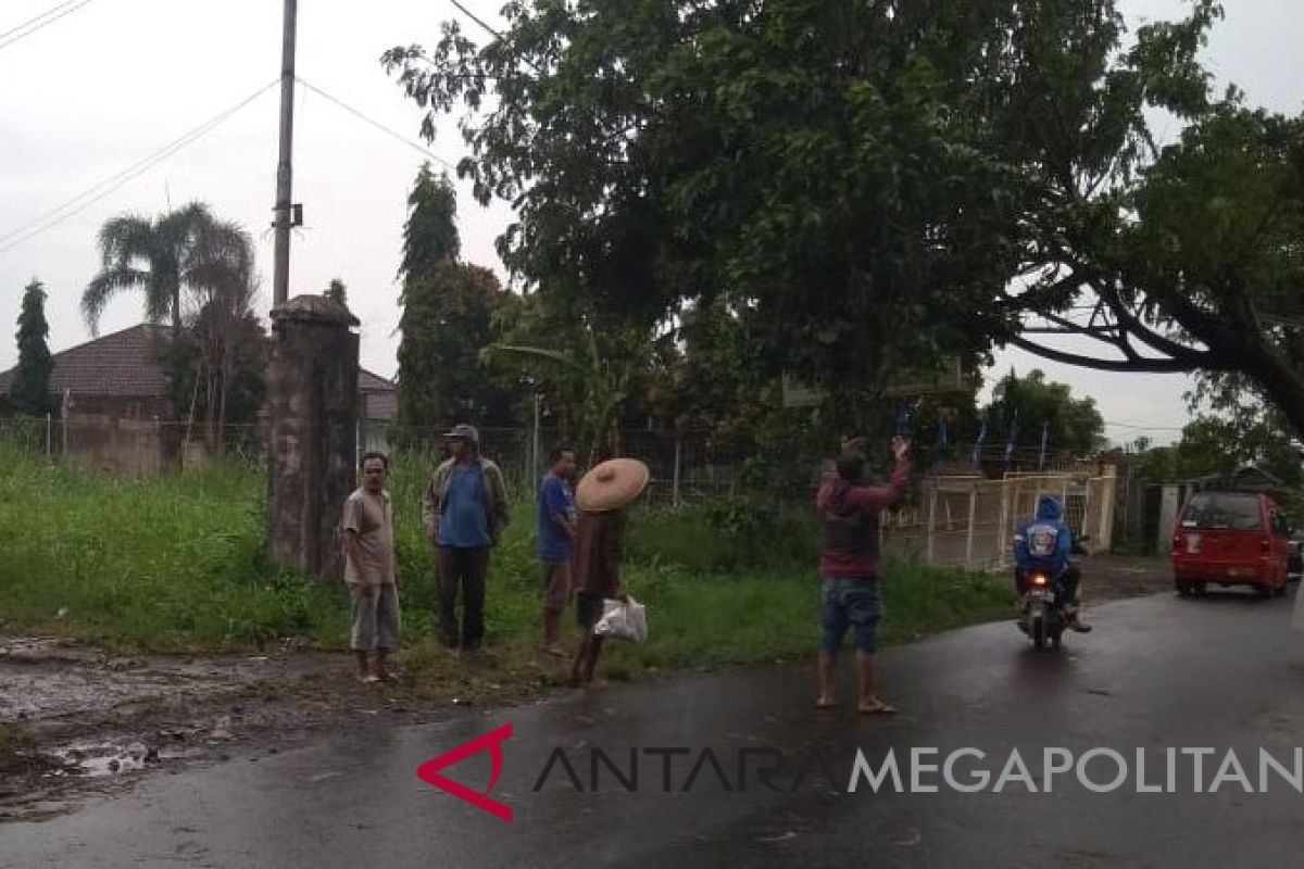 Hujan deras tumbangkan pohon besar