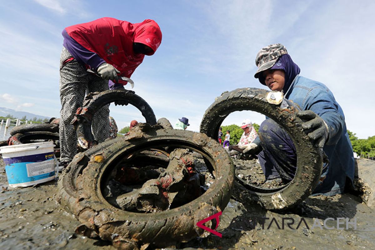 Modernisasi budidaya tiram di Kota Banda Aceh