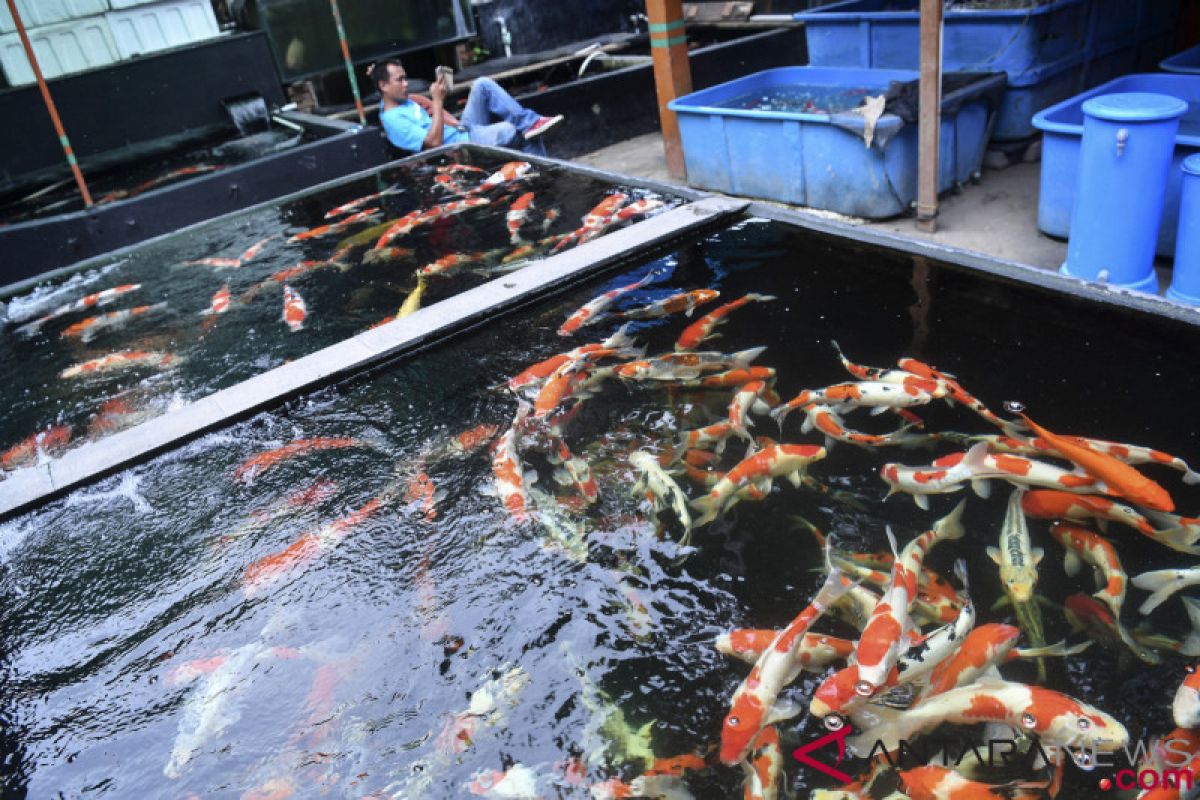 Indonesia menuju eksportir ikan hias terkemuka
