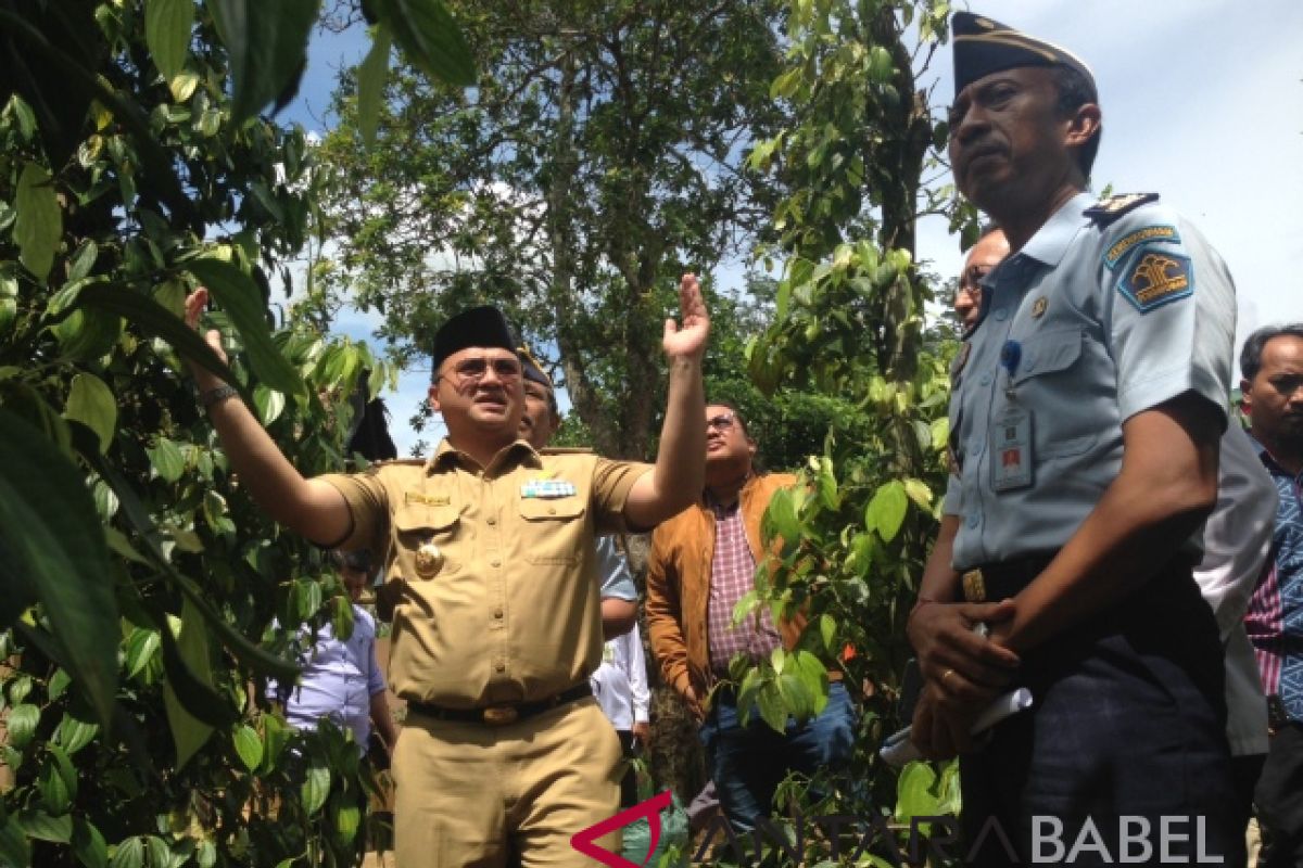 Gubernur Babel minta petani Mapur ajukan bantuan lada