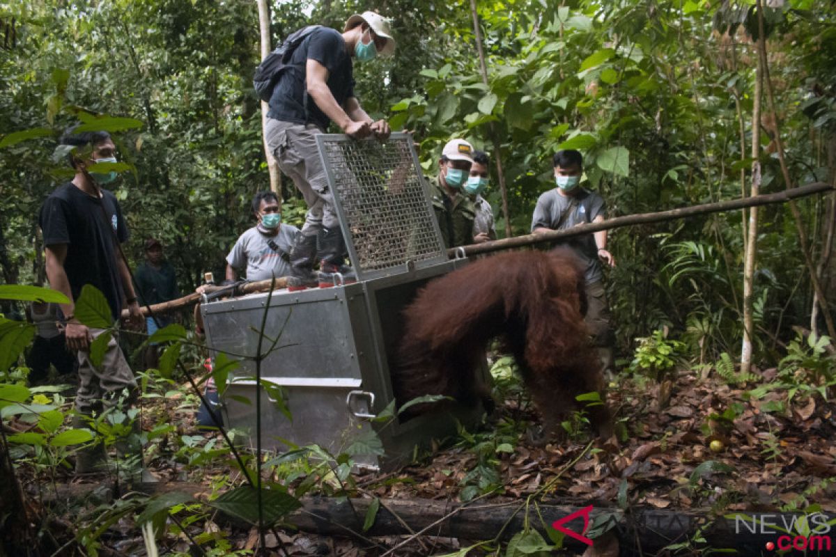 Enam orangutan dilepasliarkan di TN Bukit Baka Bukit Raya-Kalbar