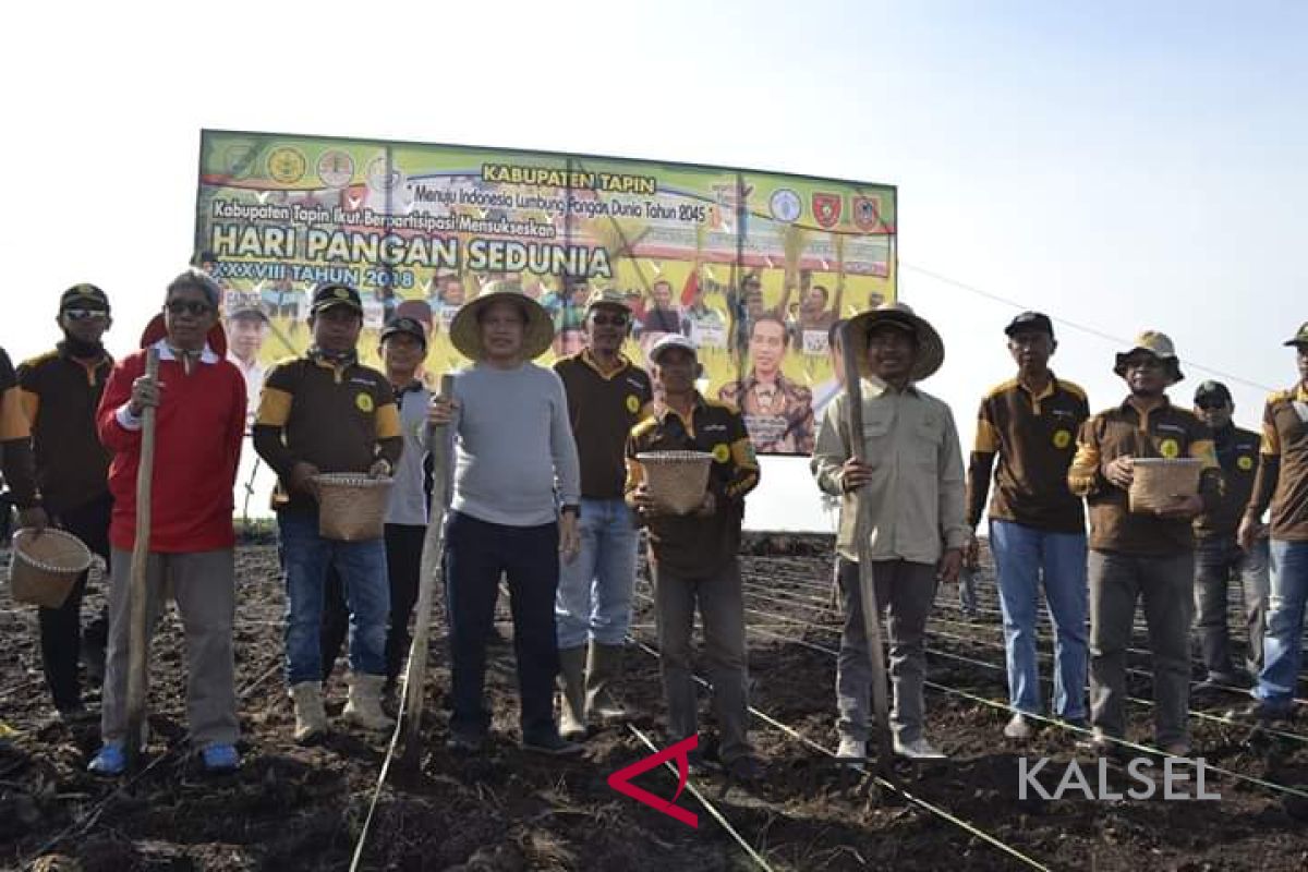 Realisasi tanam padi di Tapin meningkat 8.097 Hektare