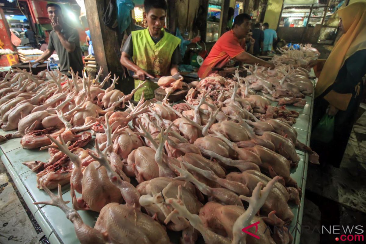Kementan terapkan strategi kemitraan untuk stabilkan harga daging ayam