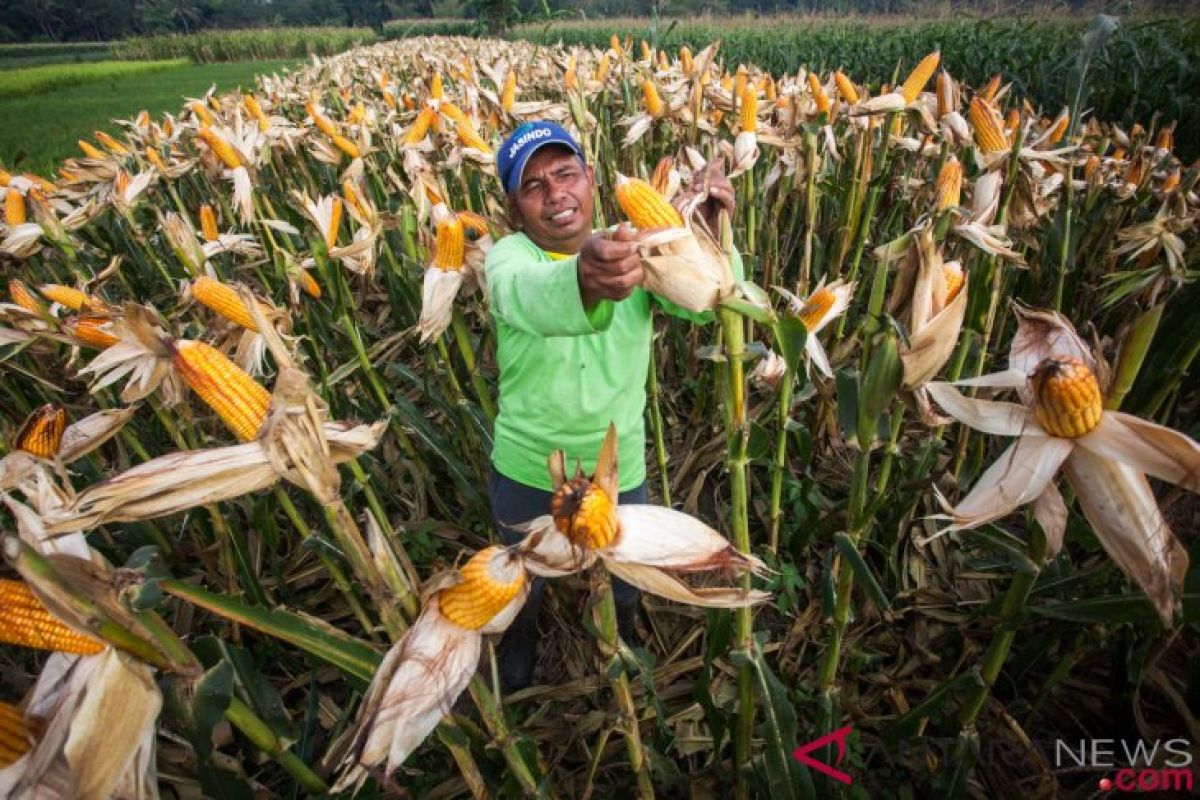 Sistem lubang terbukti lipatgandakan produksi jagung