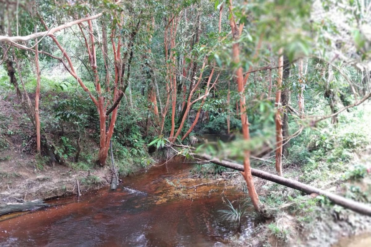 Ungkap dugaan kekejaman Jepang di Sungai Petikah