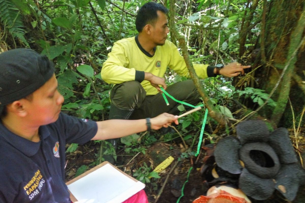 Bunga Rafflesia tumbuh di Taman Nasional Batang Gadis