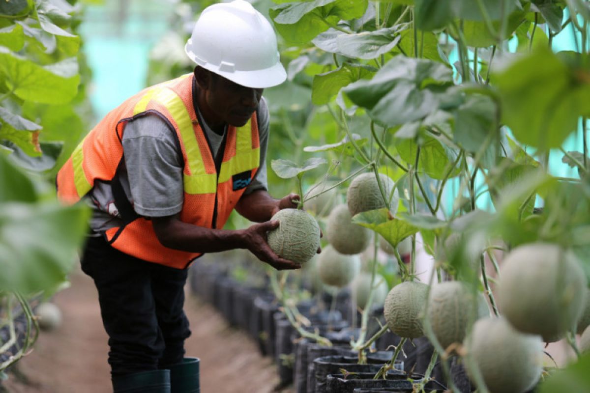 Tanggul melintang untuk tailing Freeport sedang dikaji