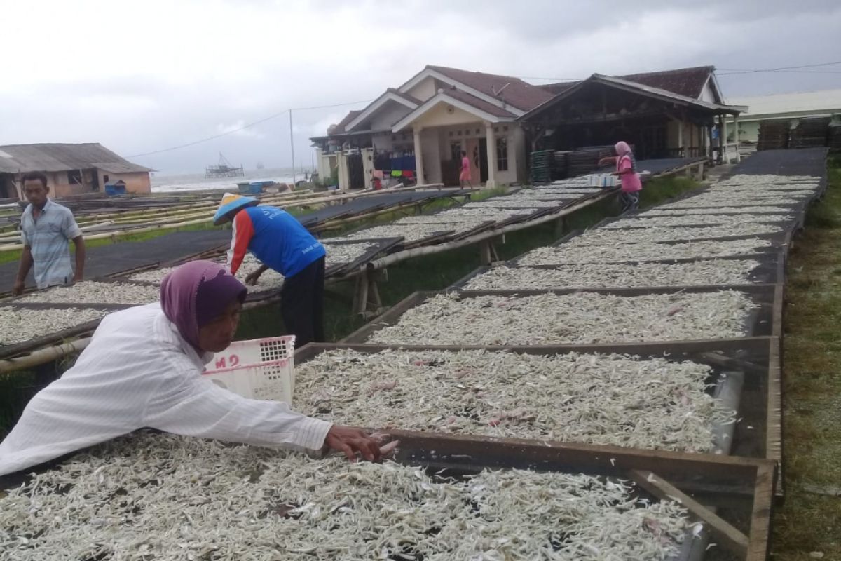 Harga ikan teri Pulau Pasaran turun