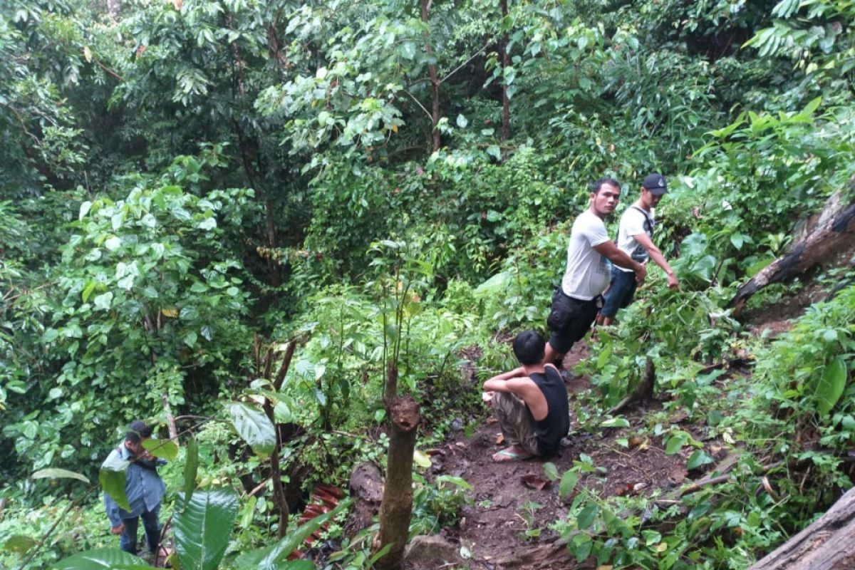 Polresta Tanggamus temukan 2 ha ladang ganja