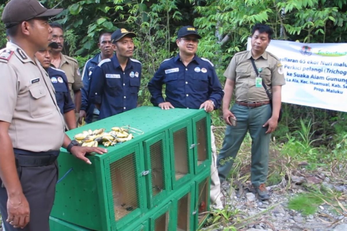 BKSDA Maluku sita puluhan burung endemik dilindungi