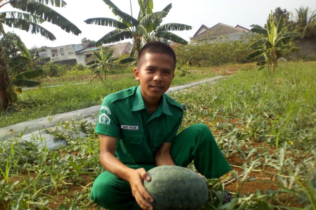 Mahasiswa Polbangtan kembangkan budidaya semangka kuning