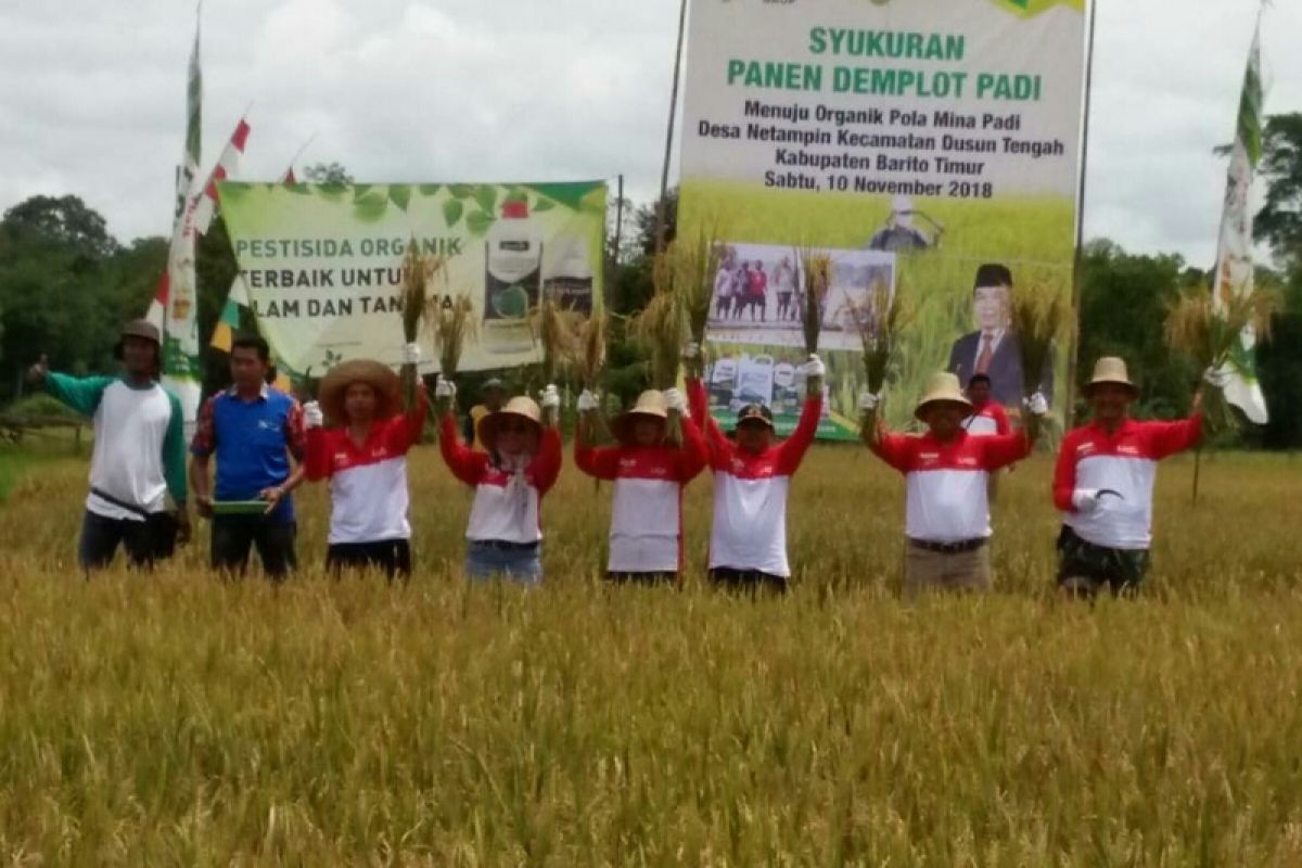 Inovasi pertanian harus mampu tingkatkan produksi padi Barito Timur