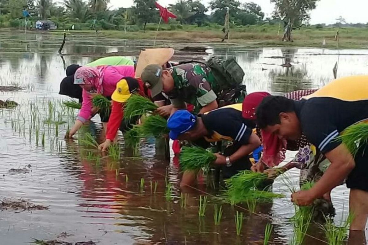 Gertak Nadi strategi kurangi serangan hama tikus di Seruyan