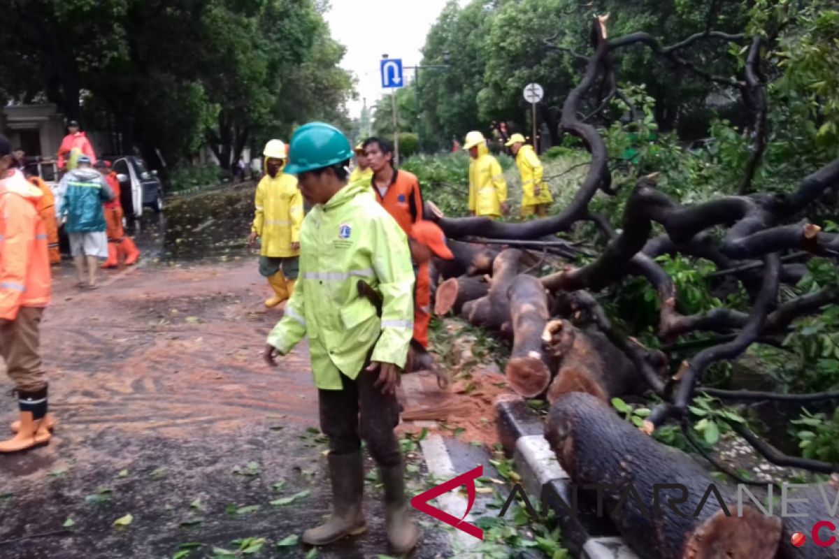 Polisi alihkan lalin di Jakpus akibat pohon tumbang