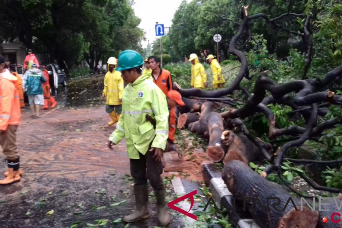 Pohon tumbang timpa mobil di Jalan Imam Bonjol Jakarta Pusat