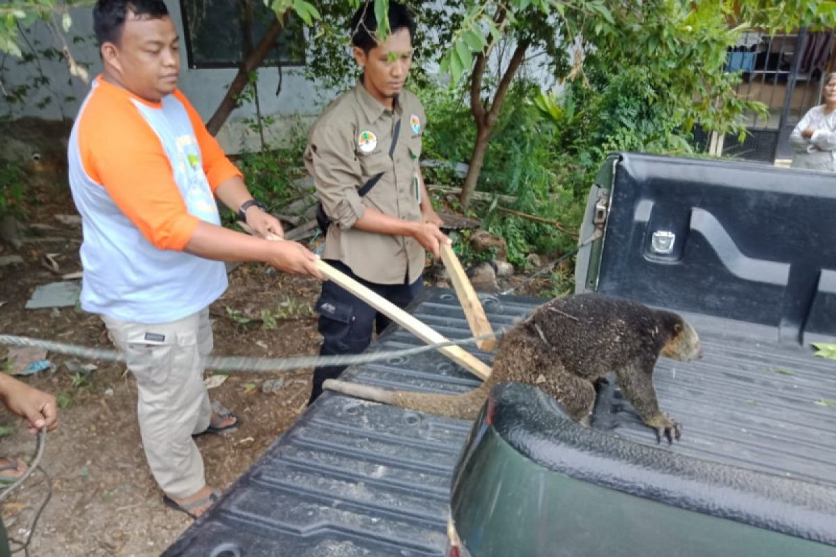 BKSDA Sultra terima satwa kuskus dari masyarakat