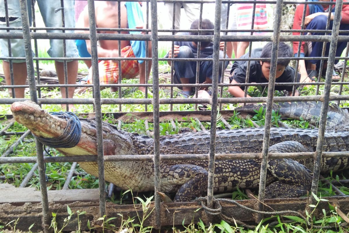 Meresahkan masyarakat, BKSDA Sumbar evakuasi buaya muara di Pariaman