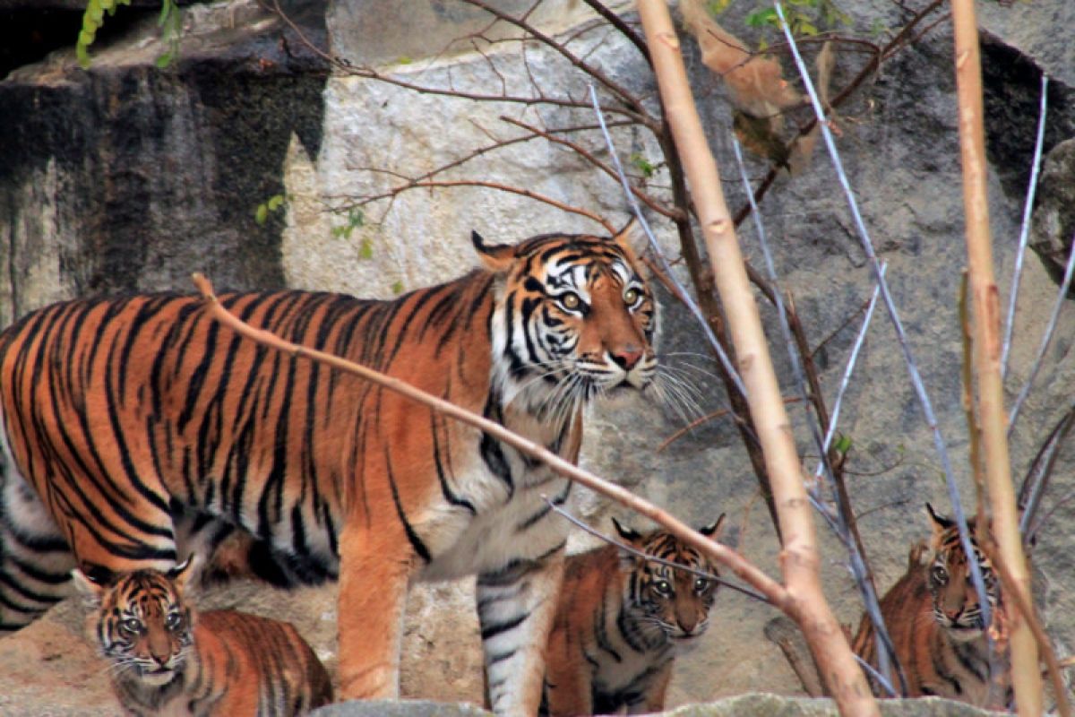 Walhi calls for protection of Sumatran tiger