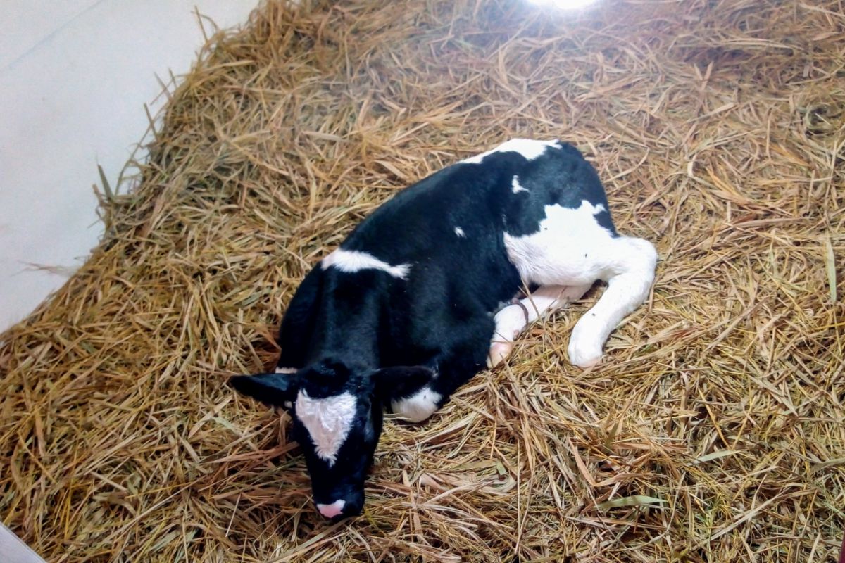 Anakan sapi unggulan Belgian Blue dilahirkan di Polbangtan YoMa