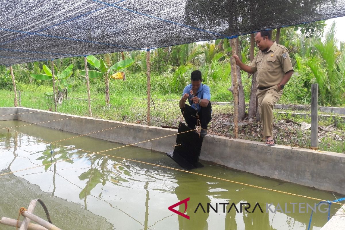 Pemkab Seruyan siapkan kontes calon induk ikan belida