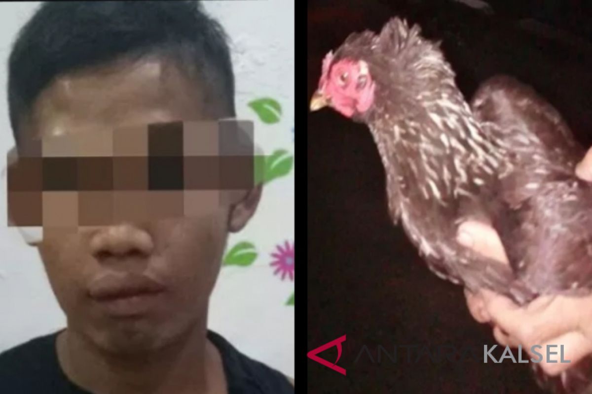 Demi uang Rp55 ribu, pemuda dari Pihandam nekat mencuri ayam tetangga