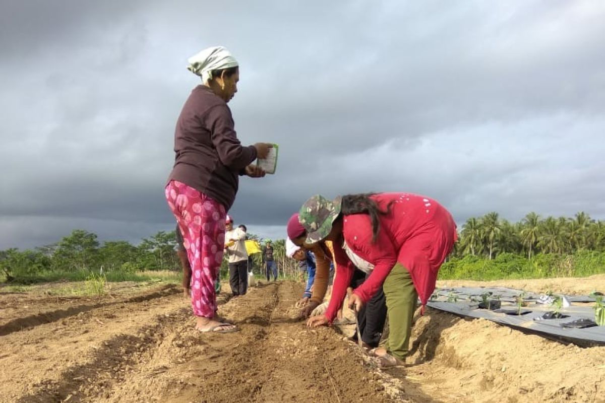 Disperindag Maluku Utara minta petani kembangkan sektor pangan