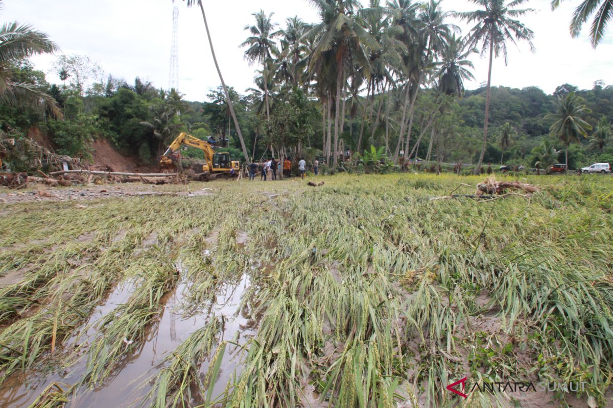 Dampak banjir Madina, ribuan hektar padi puso