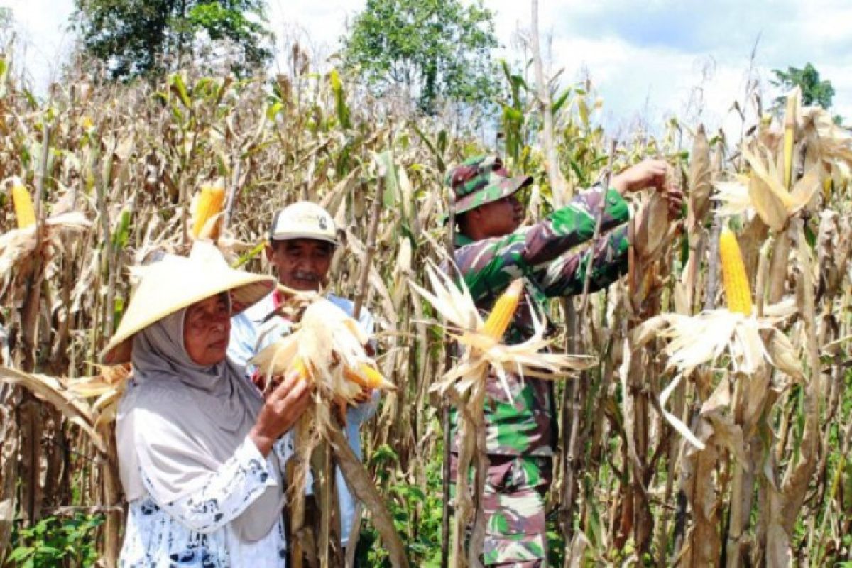 TNI dan rakyat panen jagung di Keerom