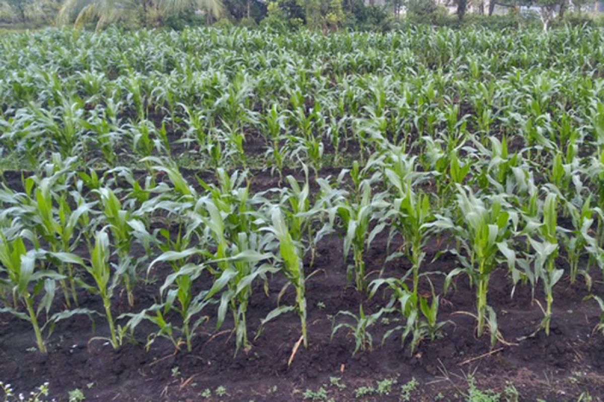 Belasan hektare tanaman jagung di Mukomuko rusak diterjang banjir