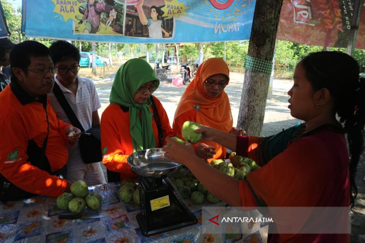 Pokdarwis Bojonegoro Kembangkan Tanaman Jambu Kristal