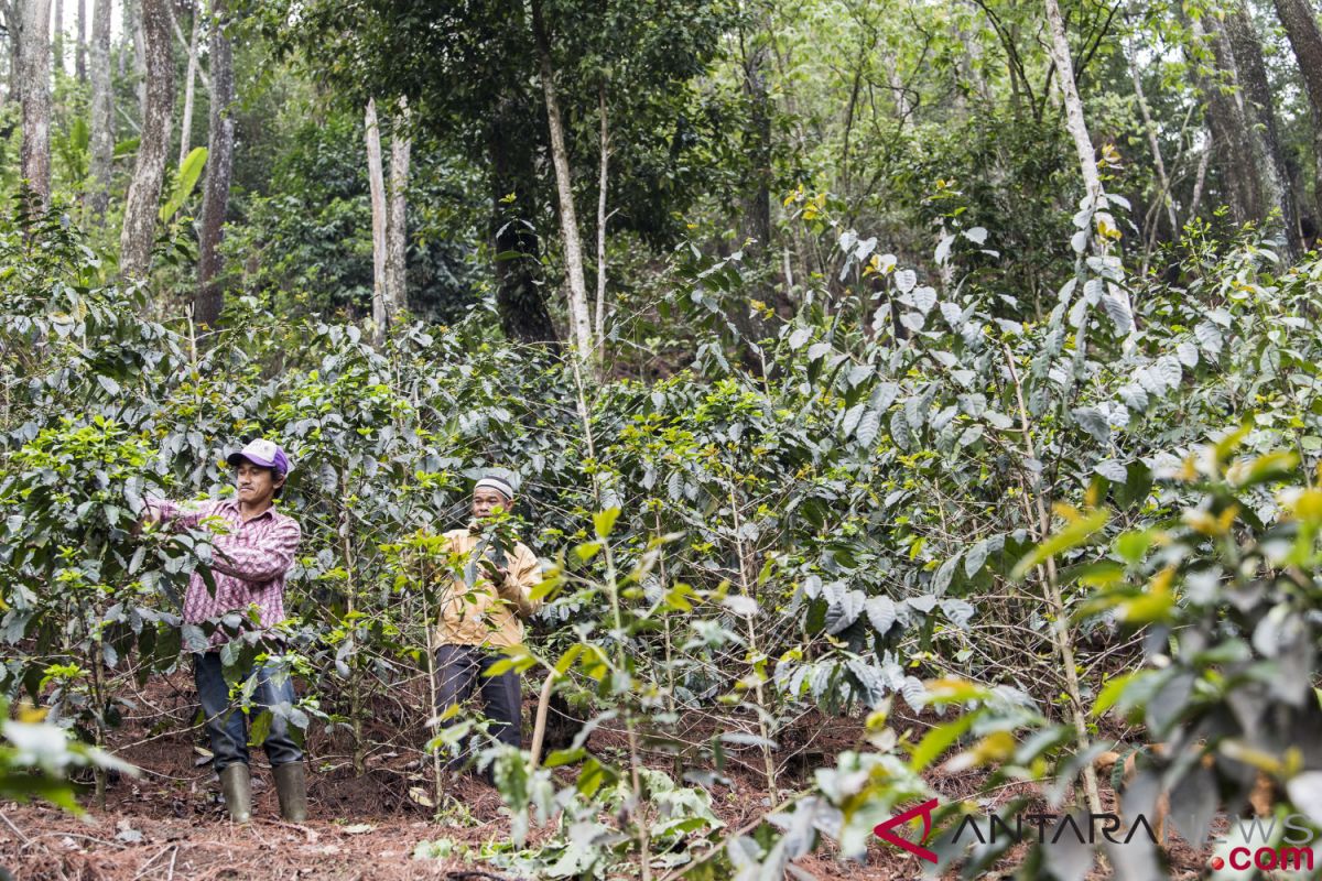 Presiden terpilih musti pertahankan agenda hutan untuk rakyat