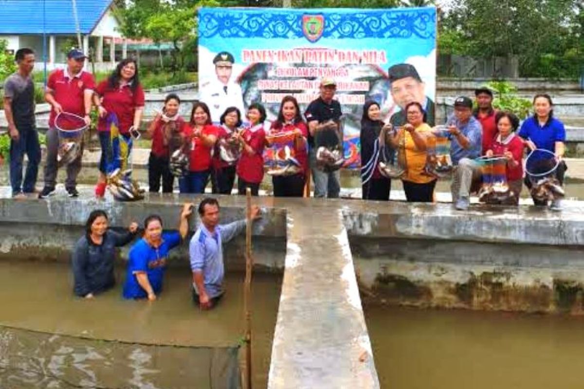 Ribuan ikan Patin dan Nila di kolam penggangga DKP mulai dipanen