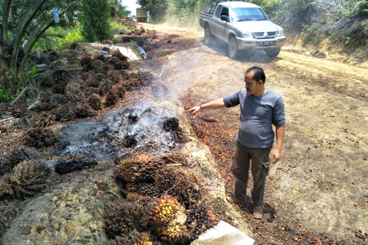 Dinilai tak menguntungkan, Koperasi di Gumas cabut kerjasama kemitraan dengan PT ATA