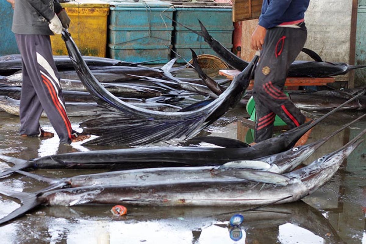 Ikan layang dominasi hasil tangkapan nelayan Lhokseumawe