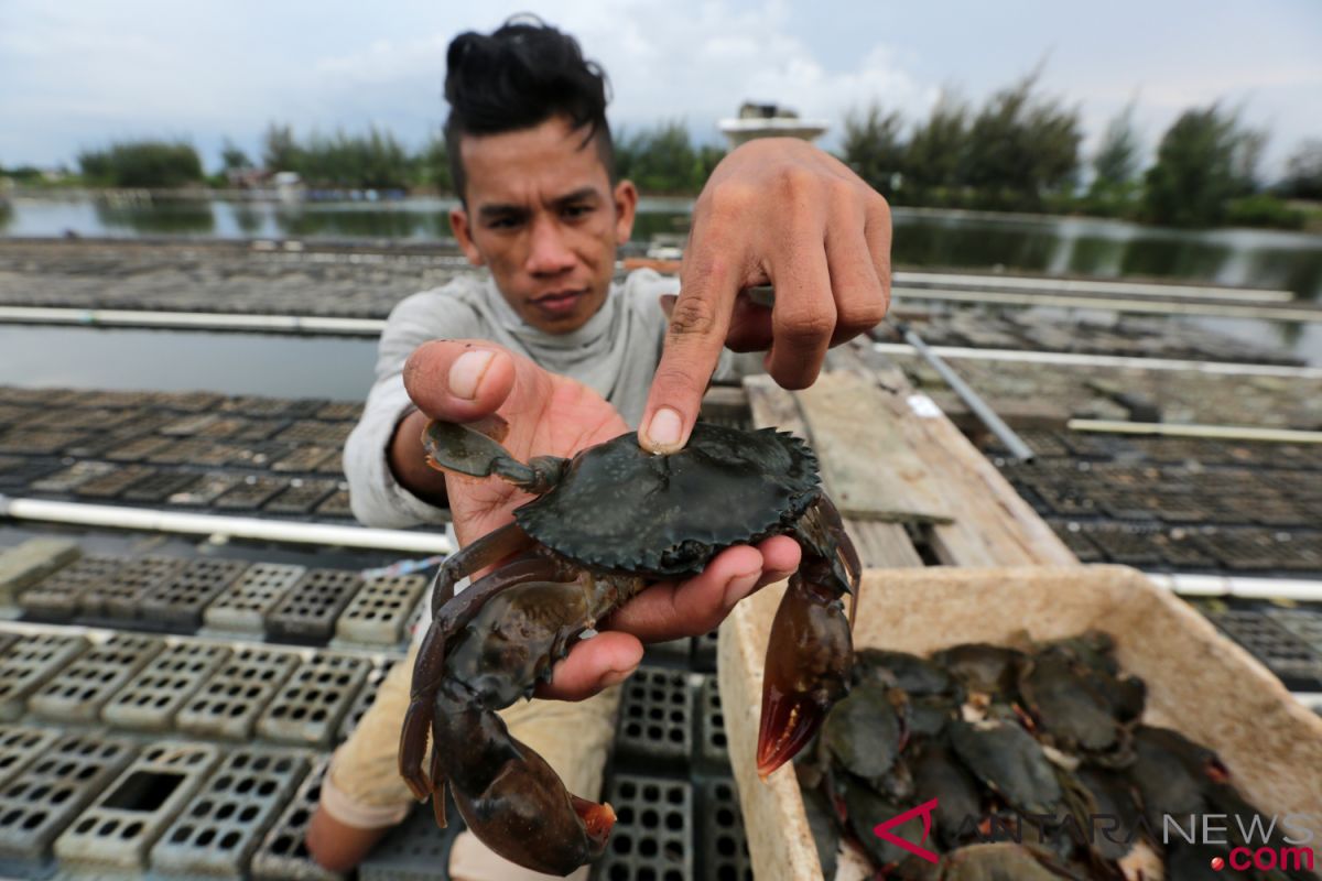 Kepiting bakau tembus pasar Singapura dan Malaysia