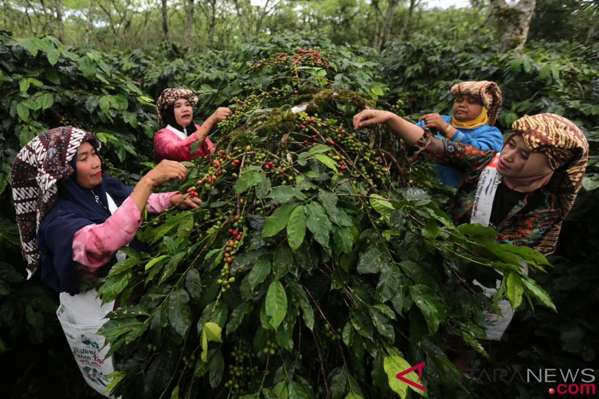 Bupati: Petani kopi paling takut jamur akar di Dataran Tinggi Aceh