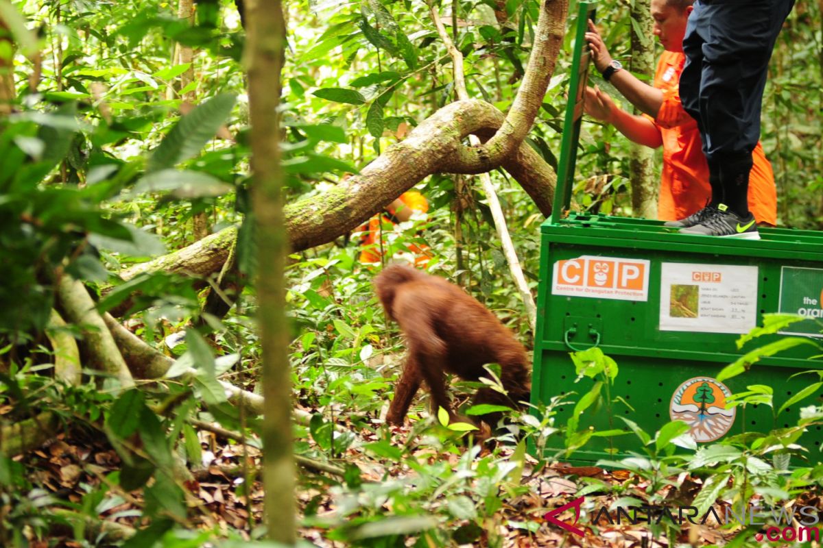 Walhi: Selamatkan orangutan Tapanuli