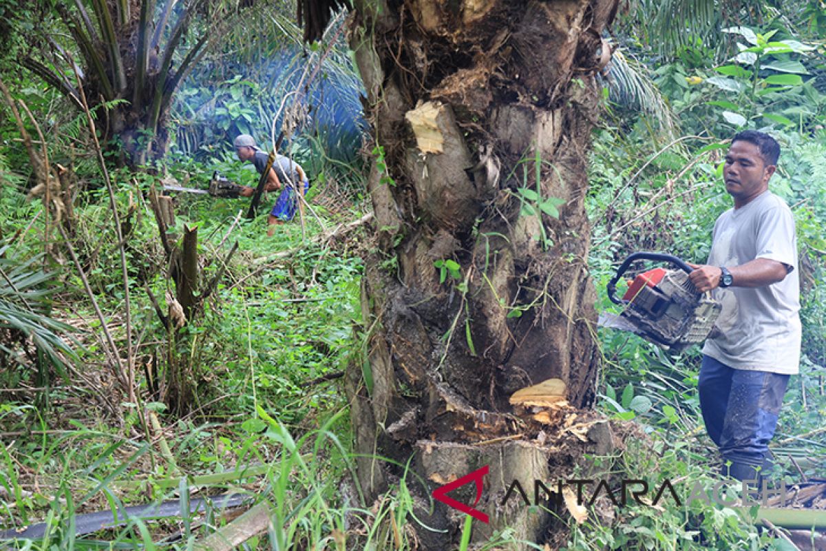 Harga kebun kelapa sawit di Abdya mulai turun