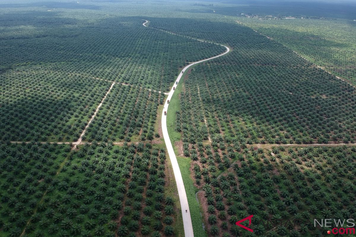 Palm oil firms bring no direct benefits for W Kalimantan: governor