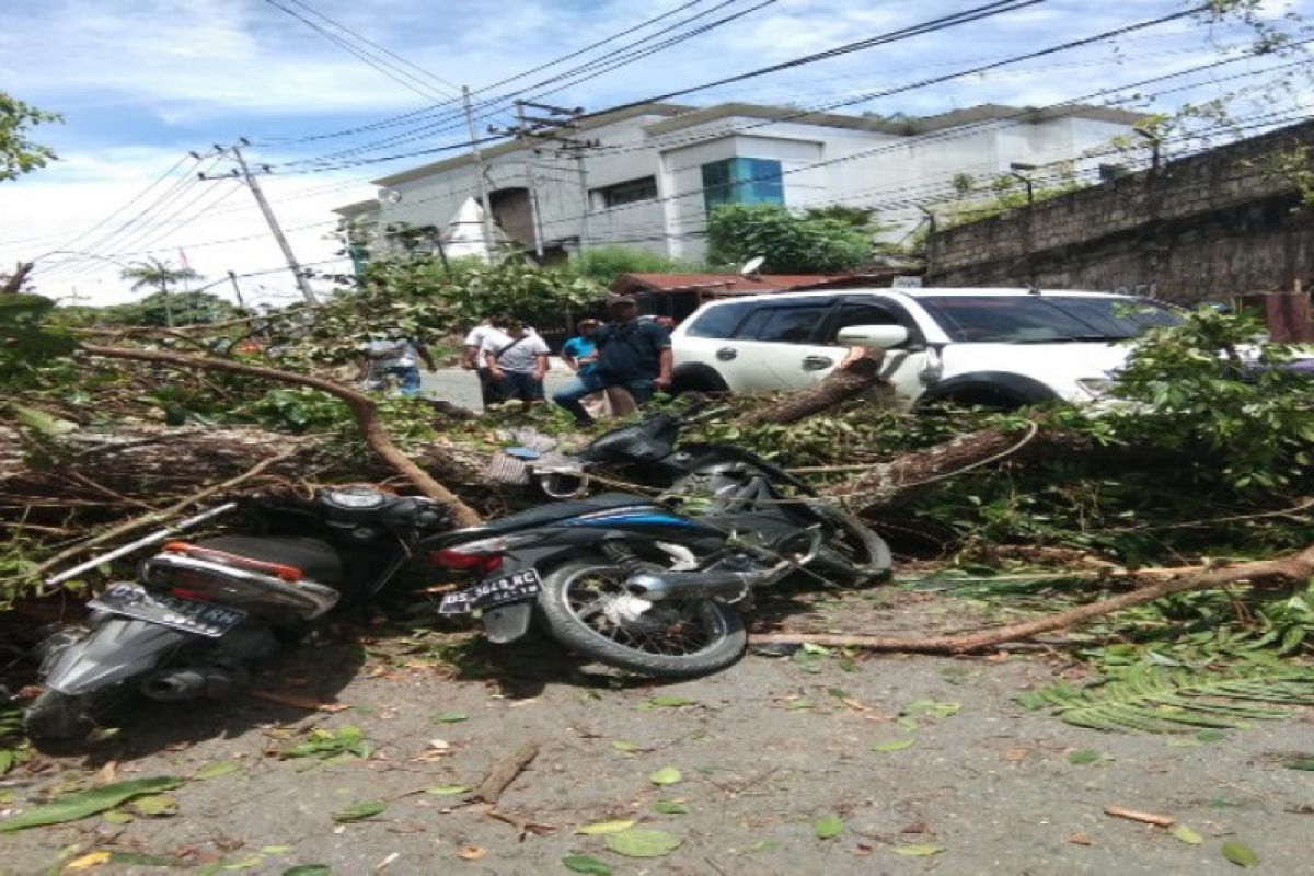 Tiga warga Jayapura terluka akibat pohon tumbang