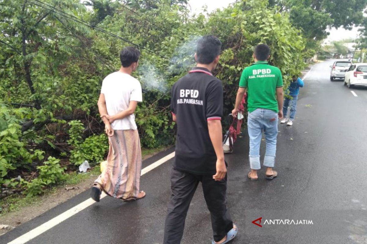 Angin Kencang di Pamekasan Tumbangkan Pepohonan