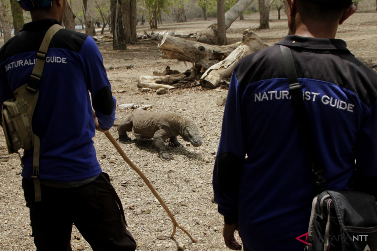 Penutupan Pulau Komodo tak ganggu pelaku parwisata