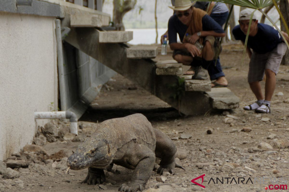 Pertanian berpindah jadi ancaman kepunahan bagi komodo