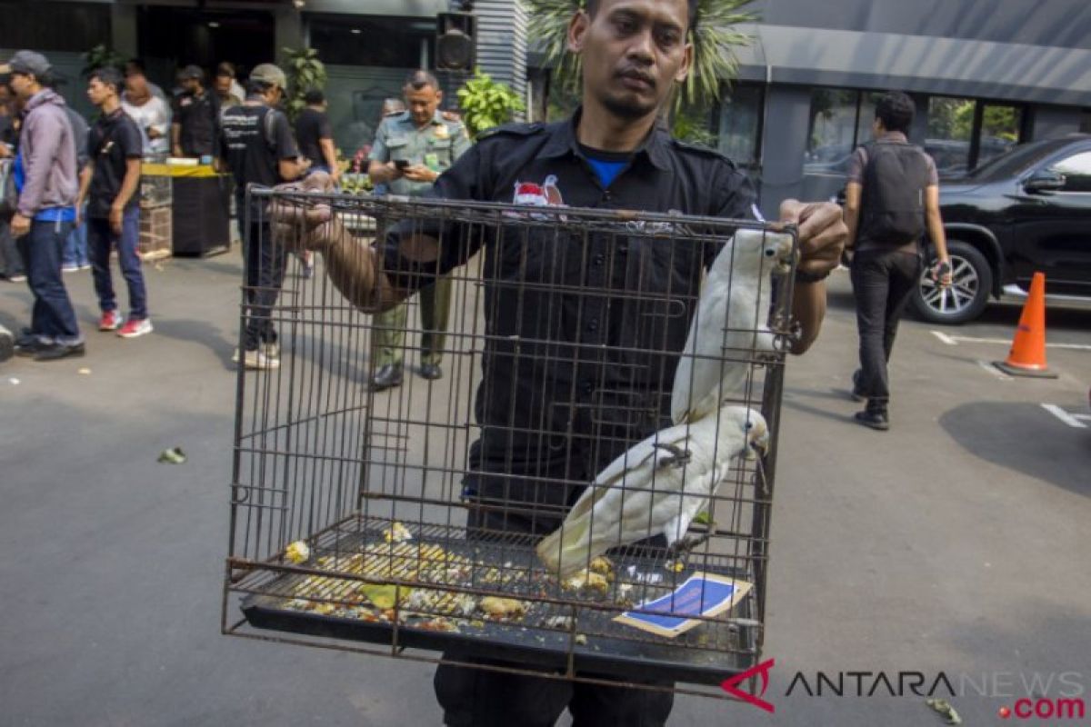 Ratusan burung dilindungi hasil sitaan terancama mati