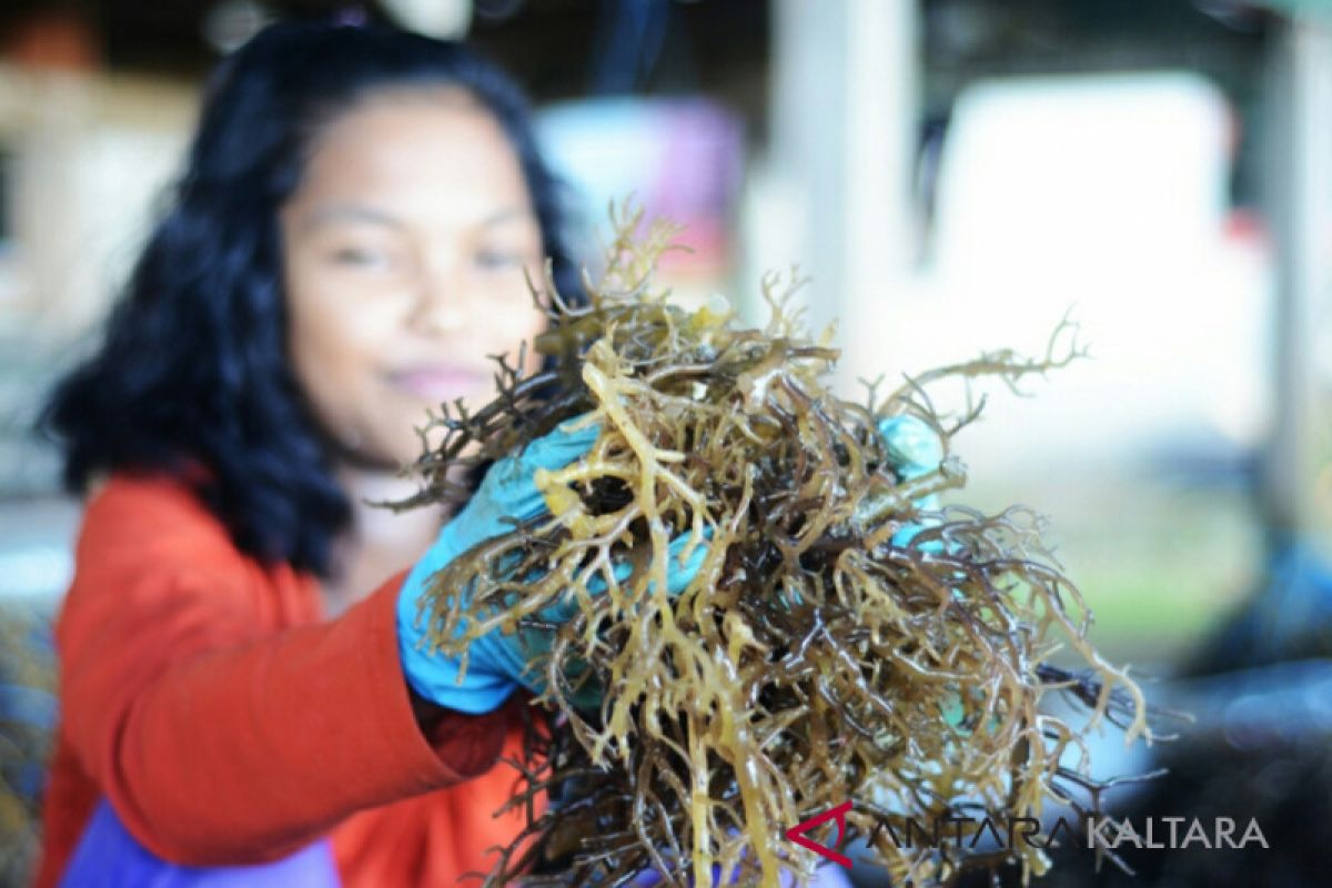 Berkah Rumput Laut