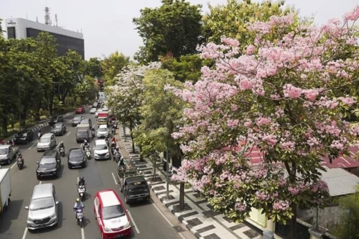 Pohon berbunga cantik akan ditanam di Cikini